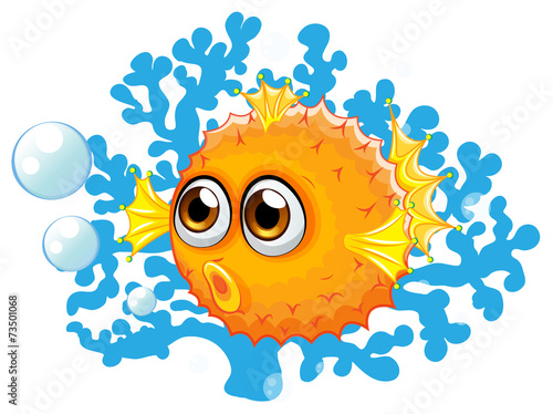 A puffer fish