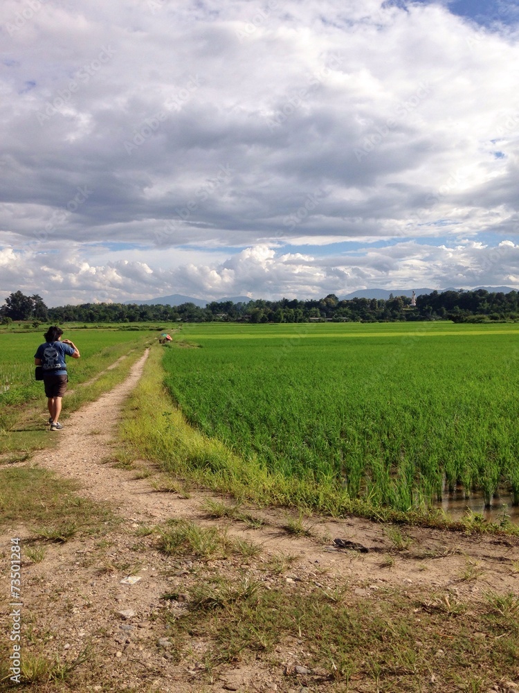 a traveller at jasmine rice field