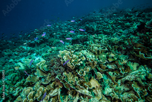 Fototapeta Naklejka Na Ścianę i Meble -  Group purple anthias swimming in Derawan, Kalimantan underwater
