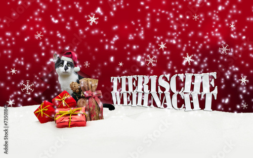 Tierische Weihnacht Cat Christmas Snow © artefacti