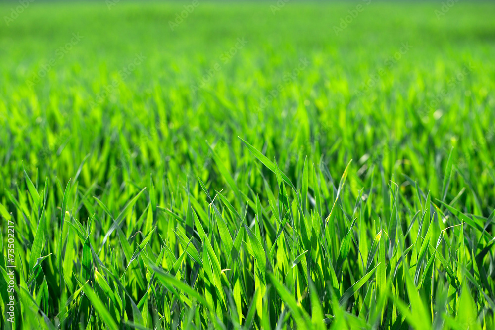 green grass green grass