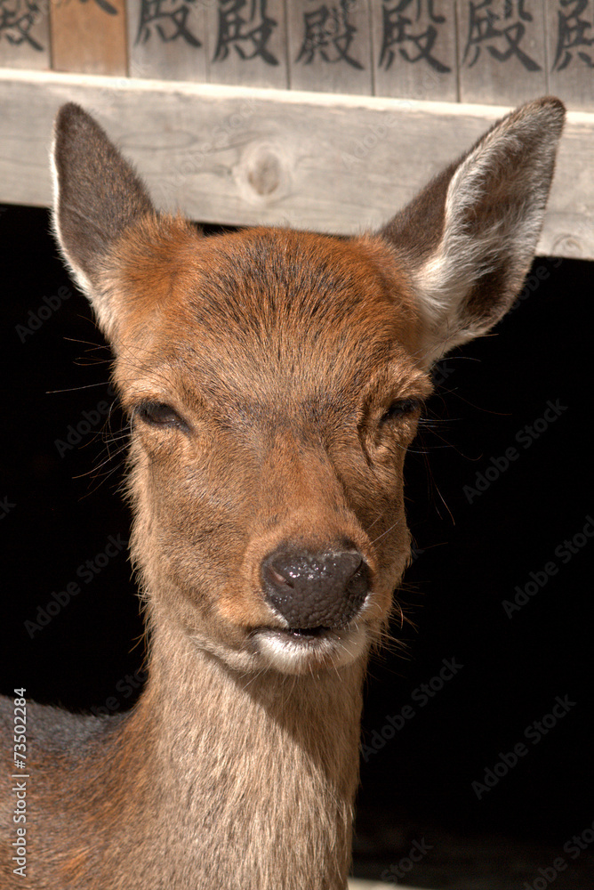 Fototapeta premium Sika deer, Nara, Japan