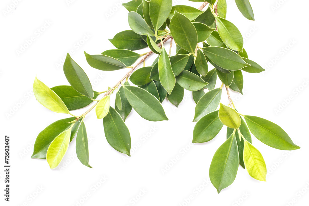 Tree leaves isolated on white background