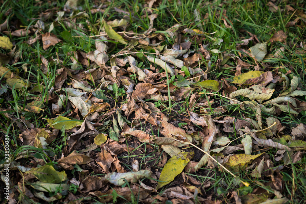 Withered autumn leaves. Shallow depth of field. Withered autumn leaves. Shallow depth of field.