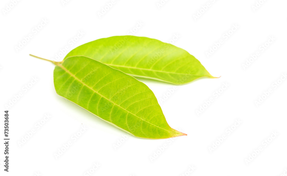 Fototapeta premium Tree leaves isolated on white background
