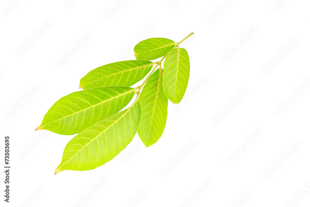Obraz premium Tree leaves isolated on white background