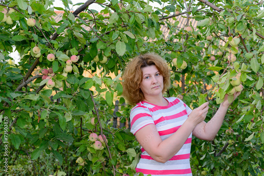 middle-aged woman in a garden about Apple trees middle-aged woman in a garden about Apple trees