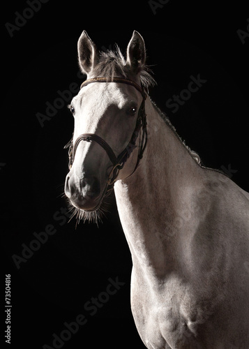 Horse. Portrait of Trakehner gray color on dark background