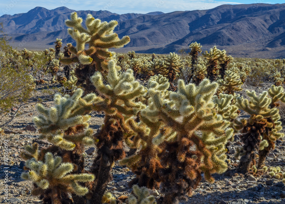 Beautiful Cholla cactus garden, Joshua tree national park Beautiful Cholla cactus garden, Joshua tree national park