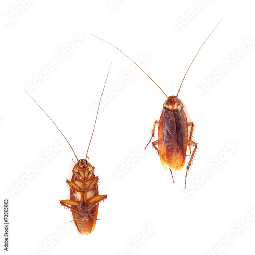 Cockroach isolated on a white background
