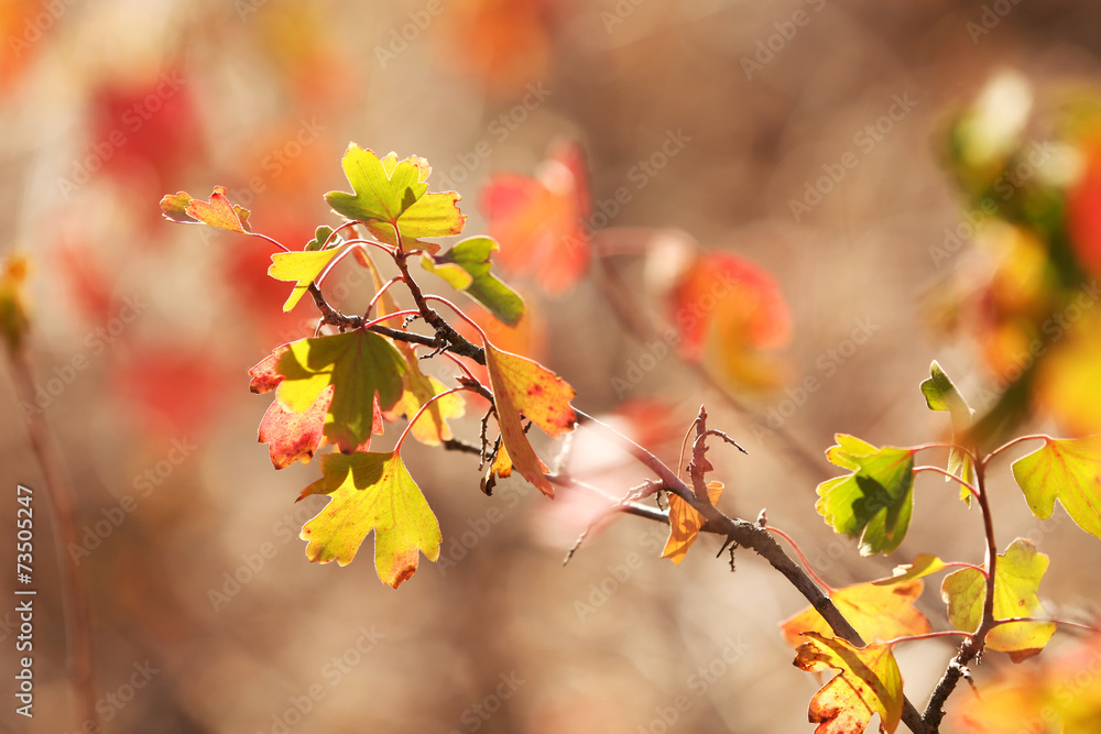 Beautiful autumn leaves Beautiful autumn leaves
