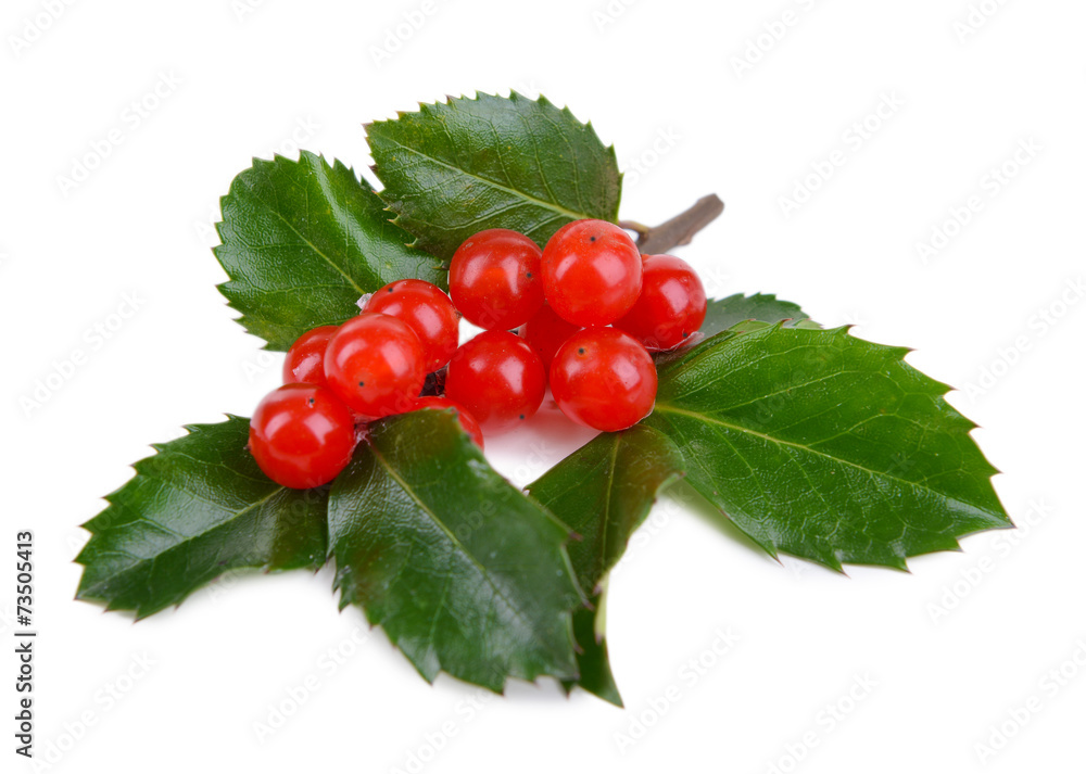 Leaves of mistletoe with berries isolated on white Leaves of mistletoe with berries isolated on white