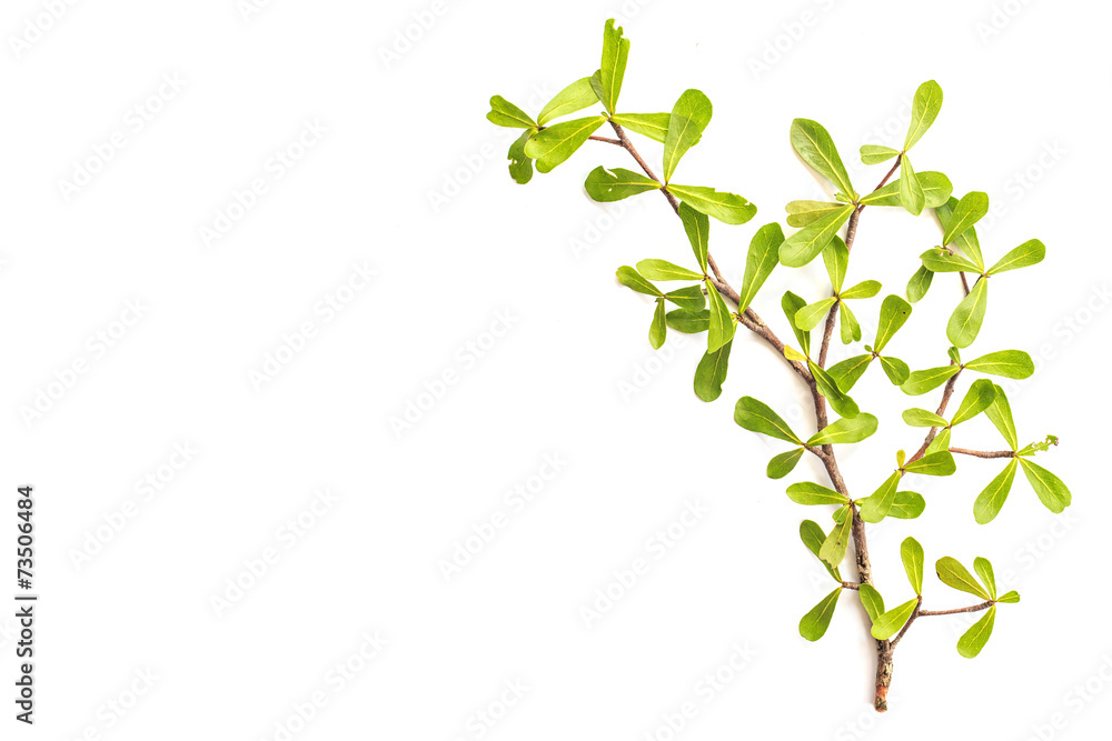 Tree branch and green leaf isolated on white background Tree branch and green leaf isolated on white background