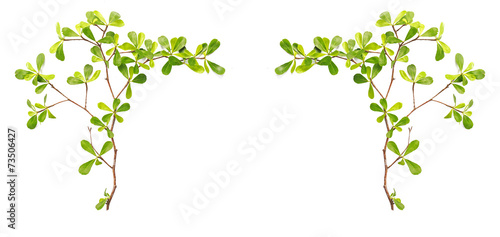 Tree branch and green leaf isolated on white background
