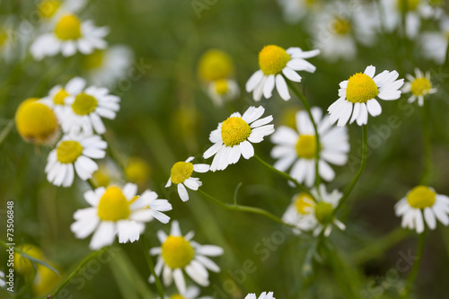 growing chamomile