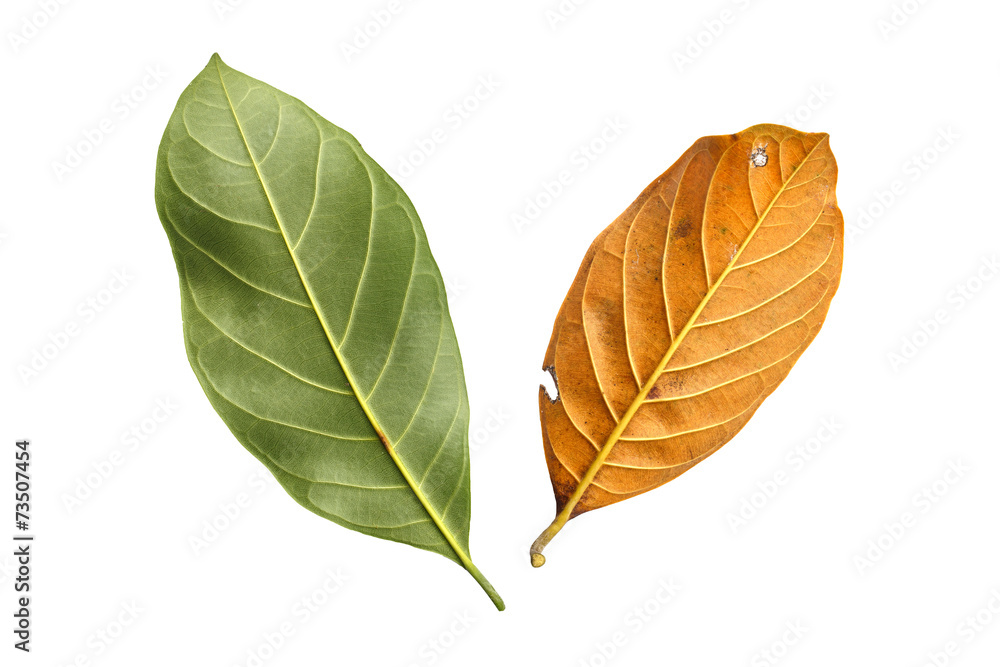 Obraz premium Tree leaf isolated on white on white background