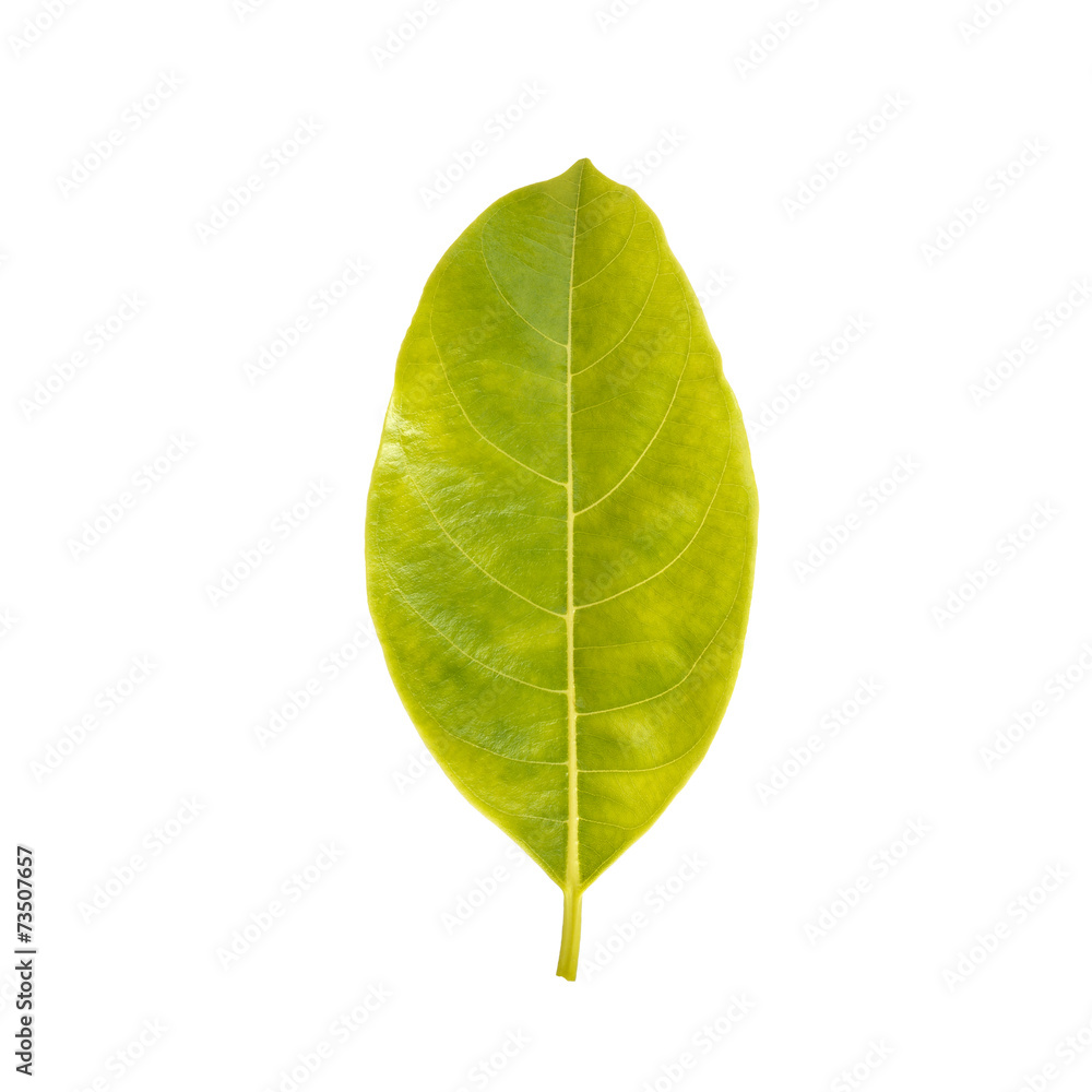 Obraz premium Leaf isolated on white background