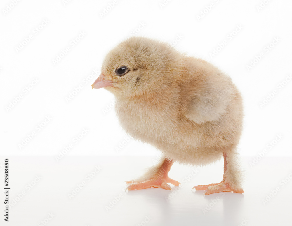 Obraz premium Small fluffy chickens