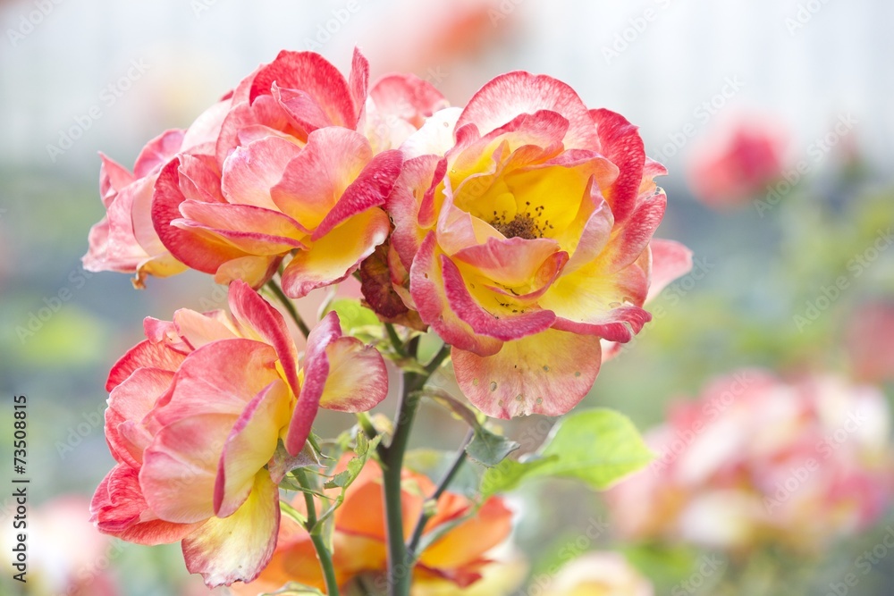 Fototapeta premium Wild roses