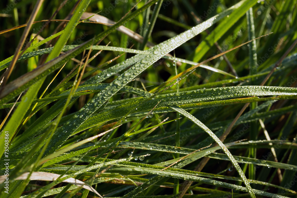 meadow grass