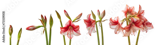 The process of blooming flower hippeastrum isolated photo