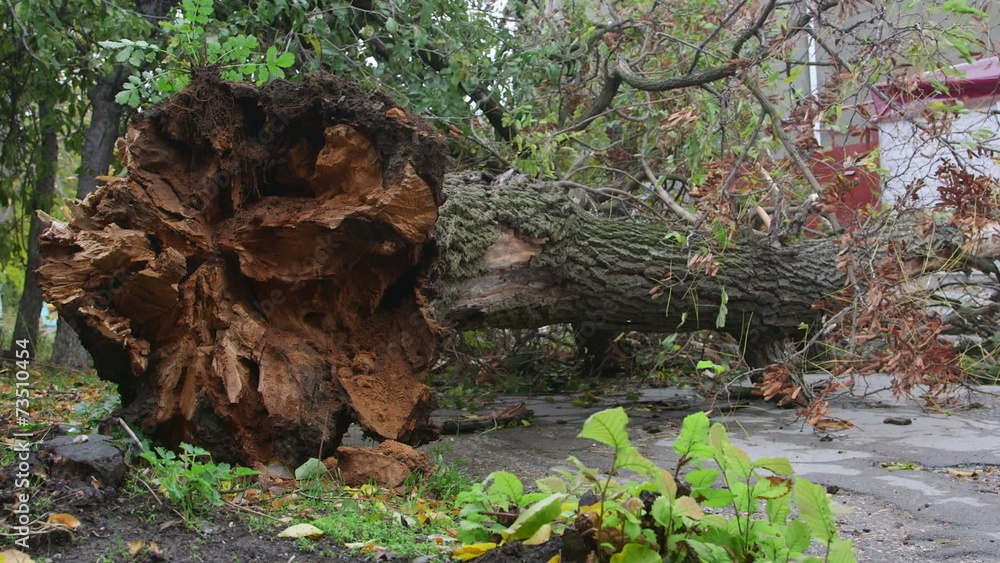 Fallen tree on urban street after storm Fallen tree on urban street after storm