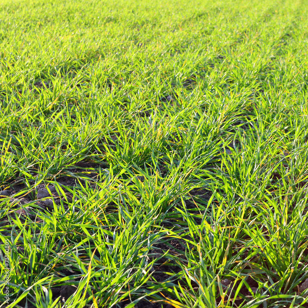 Fototapeta premium Young wheat seedlings growing in a soil.