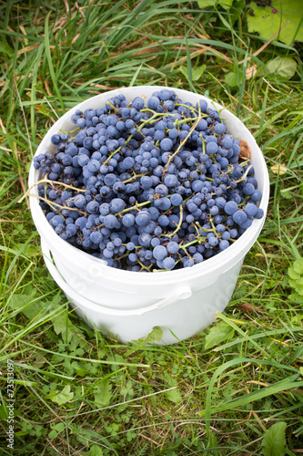 sweet grapes in a bucket