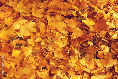 Fall, autumn, leaves background. A tree branch with autumn leave