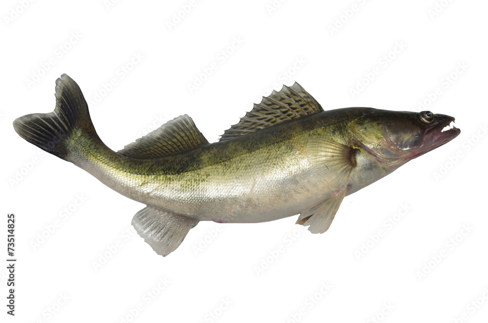 Naklejka premium long zander