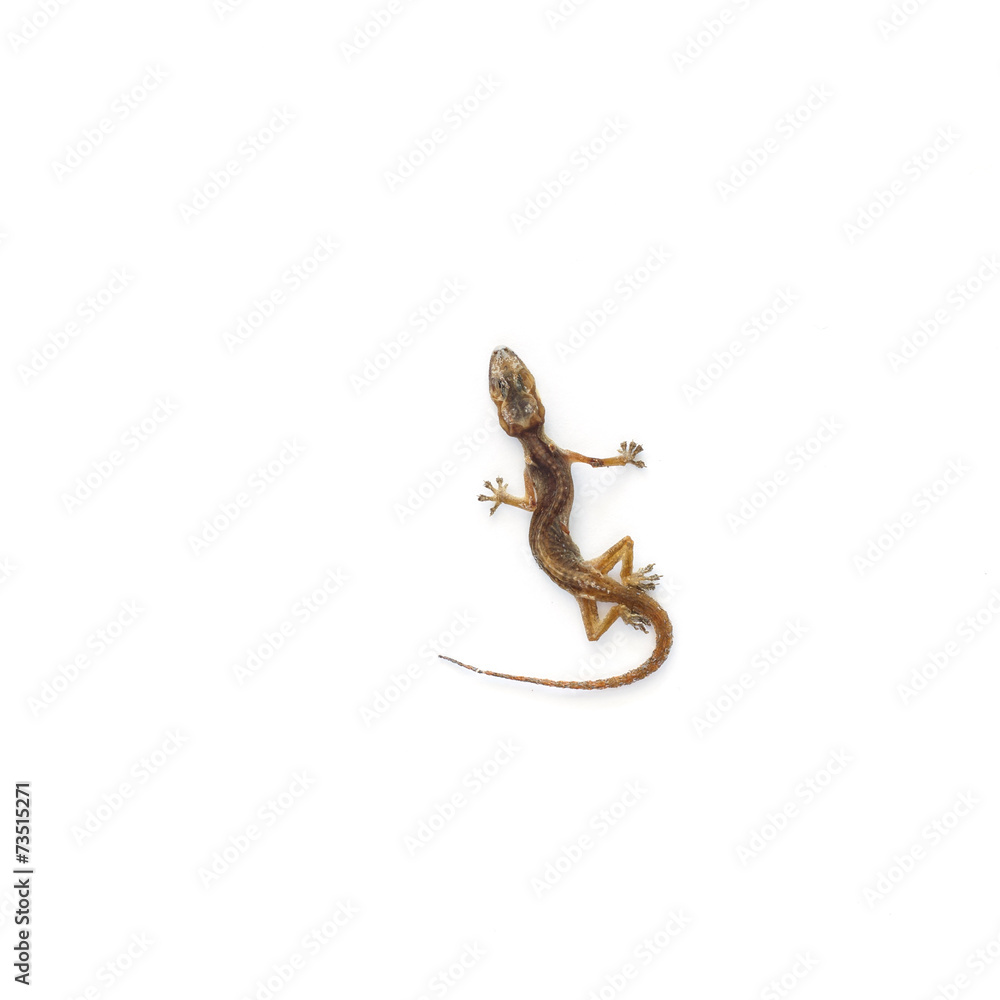 Fototapeta premium Dried House lizard - gecko isolated on white background