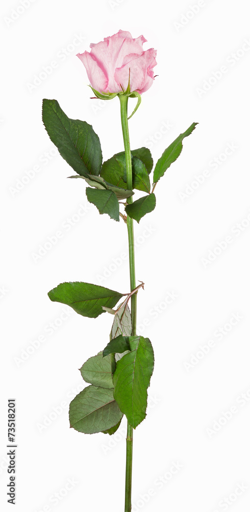 beautiful isolated pink color rose beautiful isolated pink color rose