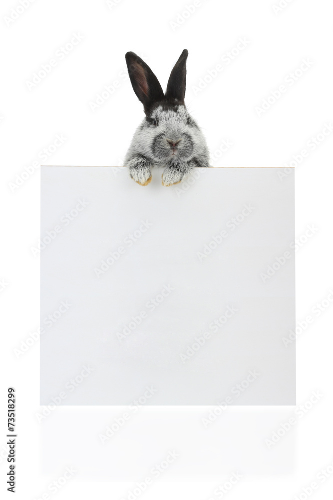 Fototapeta premium Rabbit