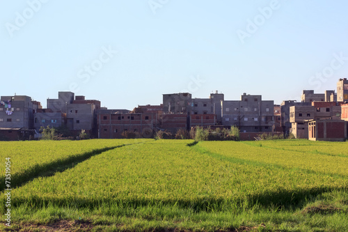 Rice field with houses in background,Damietta,Egypt photo