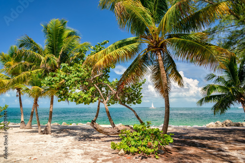 Fototapeta Naklejka Na Ścianę i Meble -  Palm beach. Palm trees on a beautiful beach and sea in Key West island, Florida