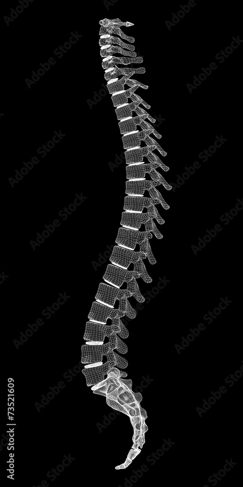 human spine human spine