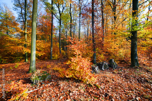 Natural forest in autumn  fall