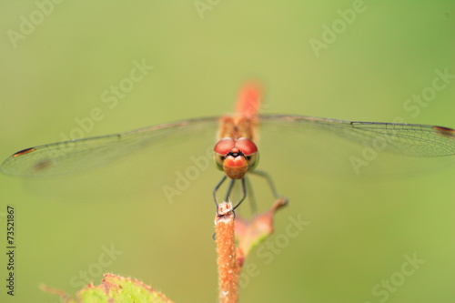 Japanese Autumn darter (Sympetrum frequens) in Japan © feathercollector