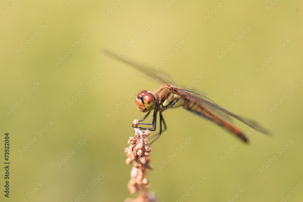 Japanese Autumn darter (Sympetrum frequens) in Japan Japanese Autumn darter (Sympetrum frequens) in Japan