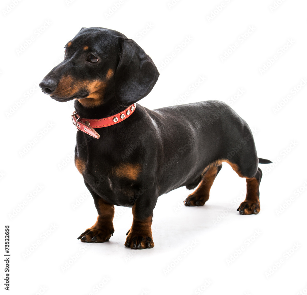 puppy dachshund