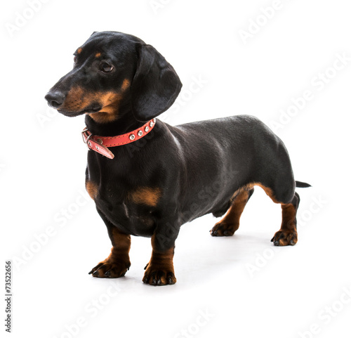 Fototapeta Naklejka Na Ścianę i Meble -  puppy dachshund