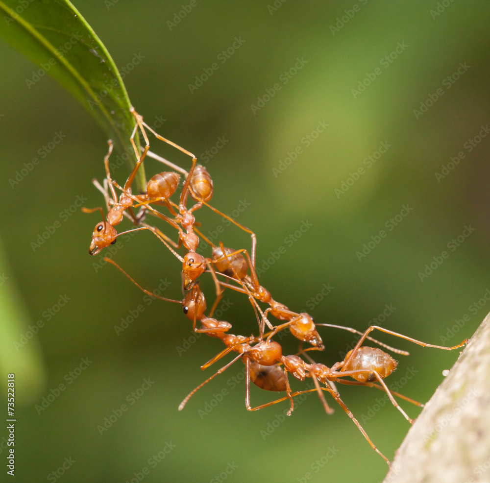 Ant bridge unity