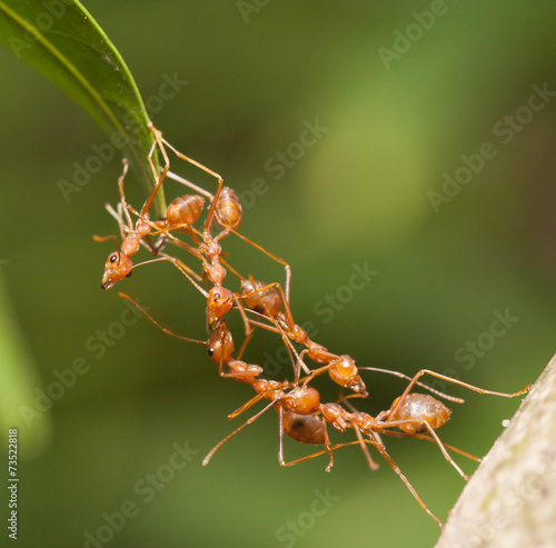 Most jedności mrówek