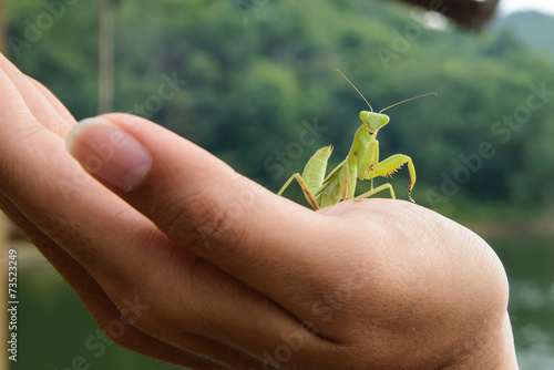 Fotografija Green mantis on a hand, looking at camera