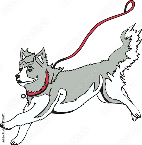 Dog12EG1