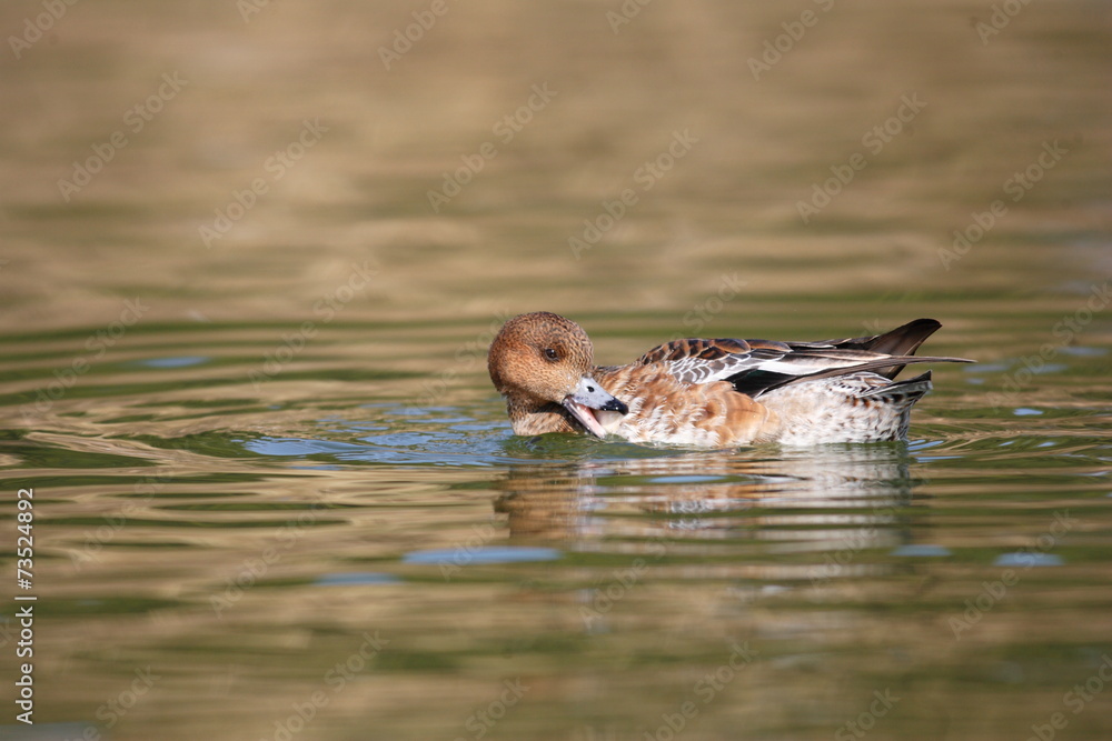 Fototapeta premium Eurasian Wigeon (Anas penelope) in Japan
