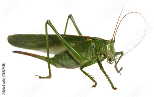 Woodland Grasshopper © AGA