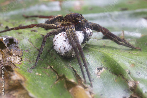 Tarantula spider protecting bag of eggs