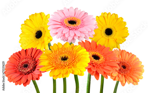 Bunch of Colorful Gerbera Marigold Flowers Isolated on White
