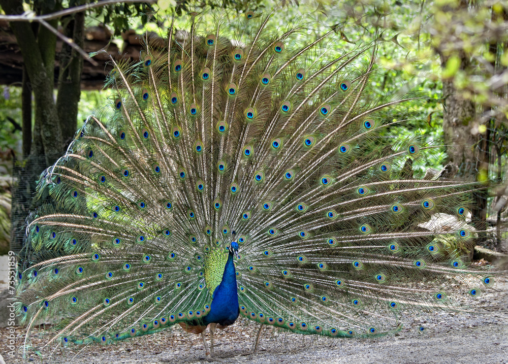 Obraz premium Peacock And His Feathers